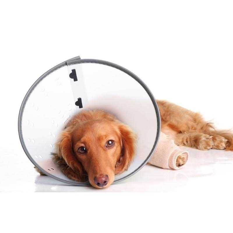 Dogswell E-Collar Q2602