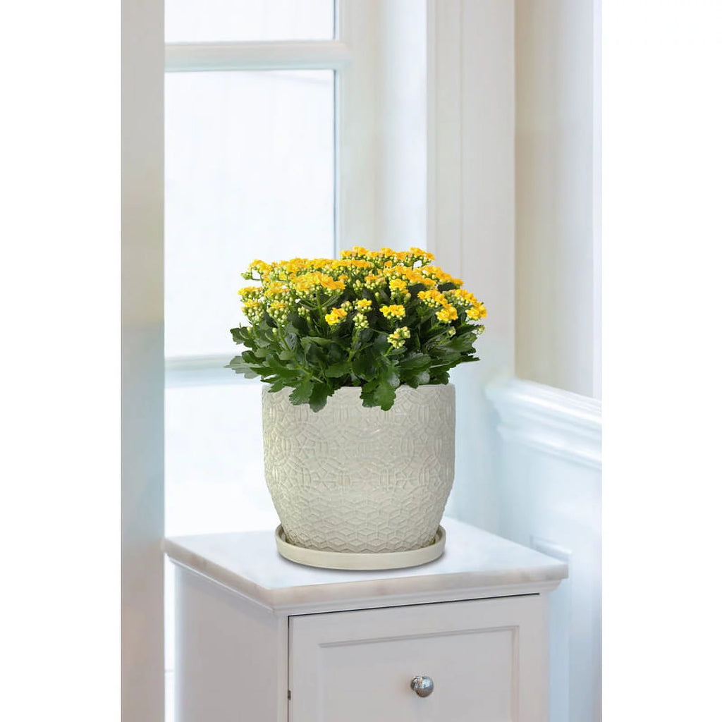10" Round White Ceramic Planter F969