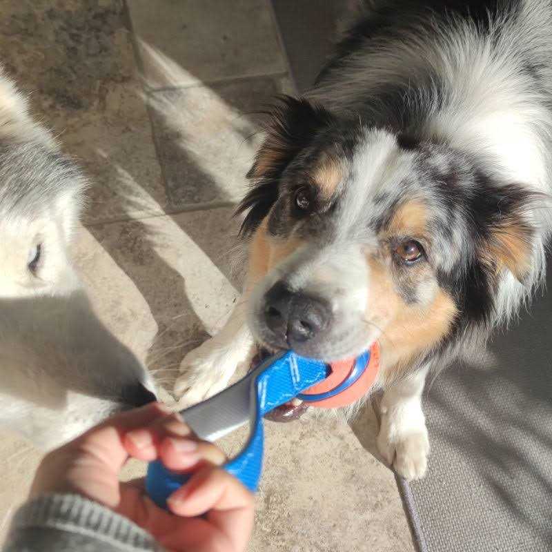 Dog Toy J794983
