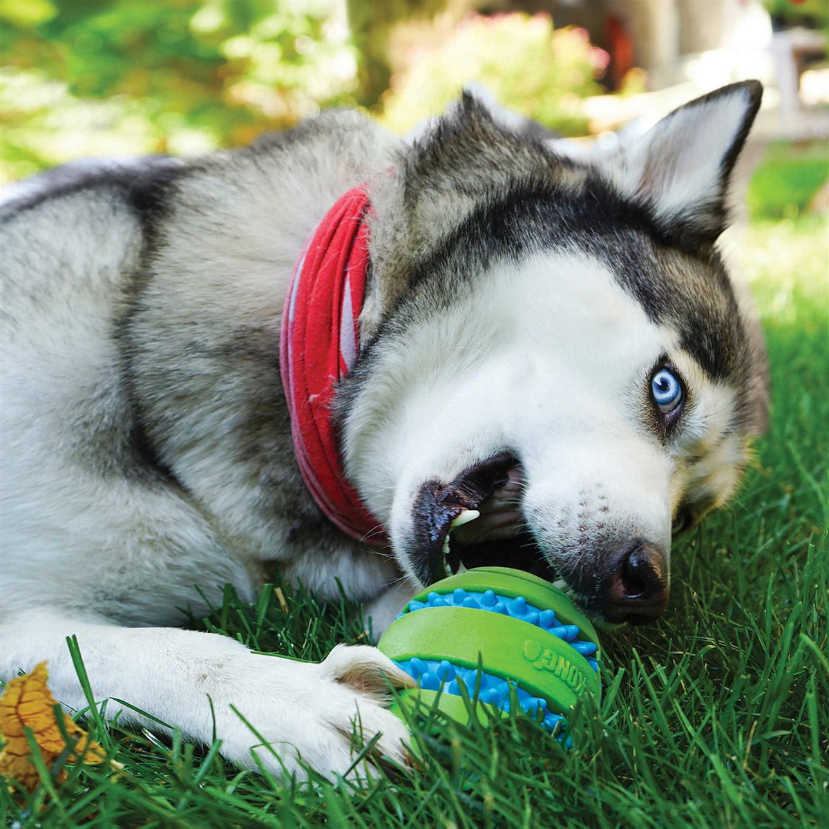 Dog Toy C6573
