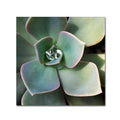 Canvas Art P114377
