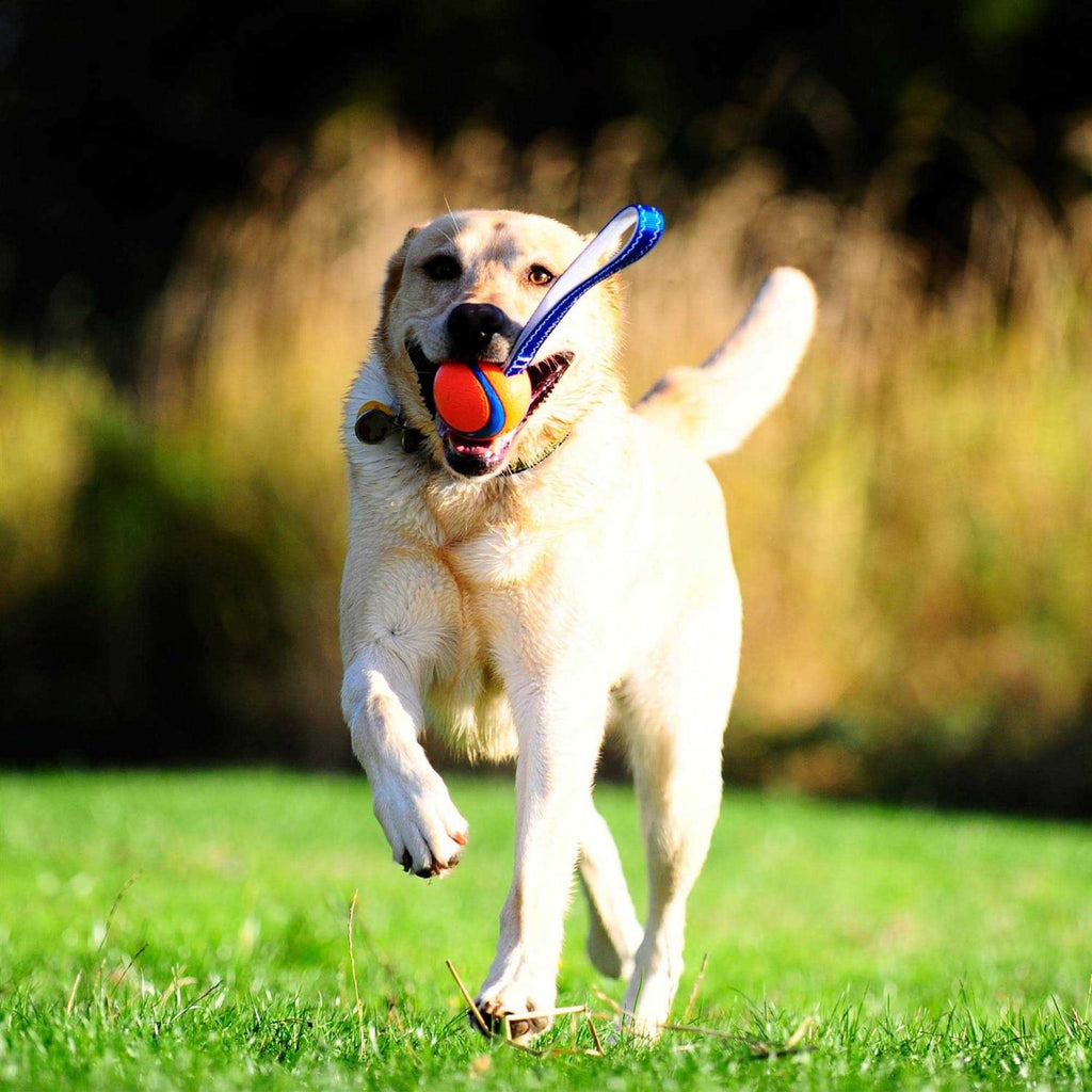 Dog Toy J794983